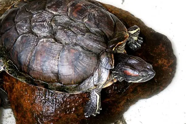 Tortoises and turtles is a four-legged animal scaly reptiles belonged. Animal Nation called (order) Testudinata (or chelonians) is distinctive and easily recognizable by their 'home' or shell (bony shell) are hard and stiff.