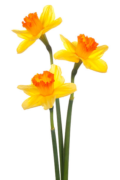 daffodil stock photo