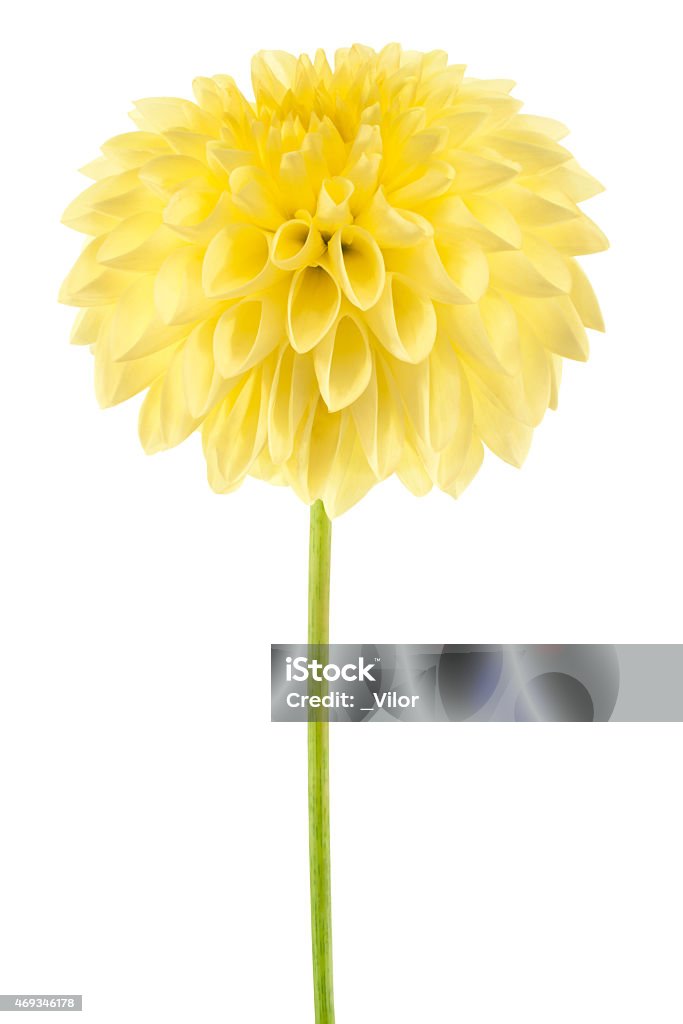 dahlia Studio Shot of Yellow Colored Dahlia Flower Isolated on White Background. Large Depth of Field (DOF). Macro. Symbol of Elegance, Dignity and Good Taste. 2015 Stock Photo