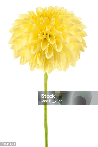 Dahlia Stock Photo - Download Image Now - 2015, Bunch of Flowers, Close-up