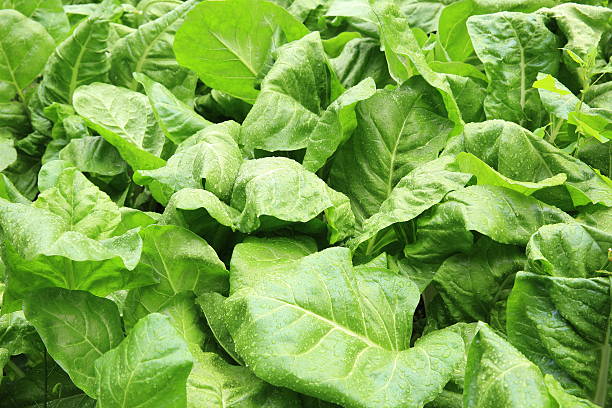 istock sliverbeet plants in garden 469346468
