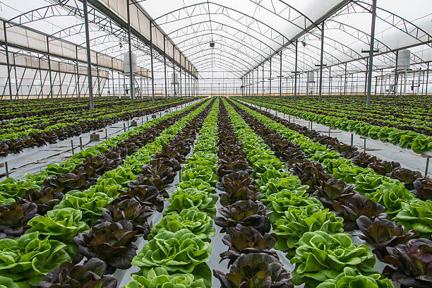 istock Lettuce crops in greenhouse 469346490