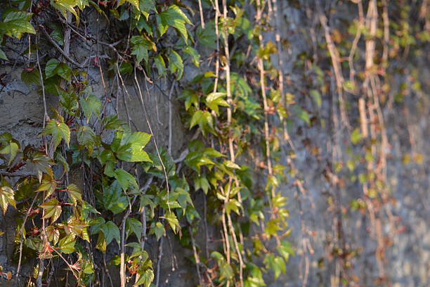 istock Ivy growing on a wall in summer 469346612