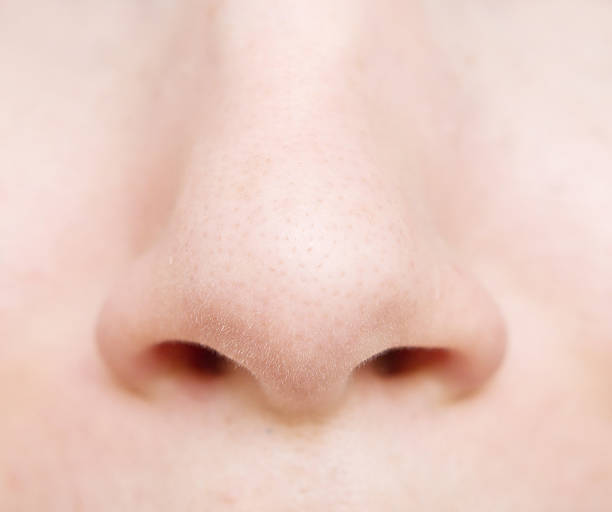 Close-up still life of woman's nose close up of woman nose human nose stock pictures, royalty-free photos & images