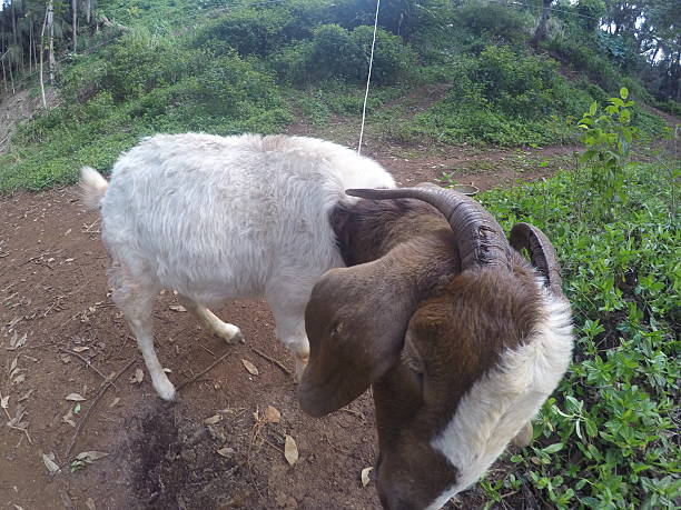 The goat stock photo