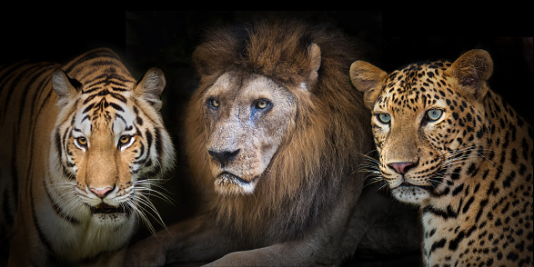 Portrait tiger, lion, leopard isolated on black background