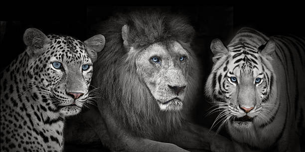 istock Lion tigers leopad 469350548