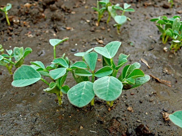 istock Plant of Fenugreek 469351052