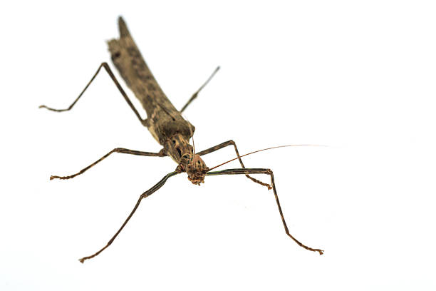 istock Big brown grasshopper on white background 469351498