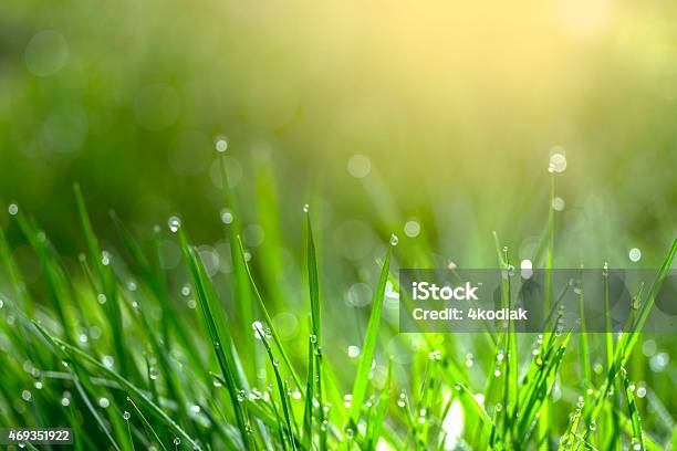Lots Of Blades Of Green Grass With Morning Dew On Them Stock Photo - Download Image Now