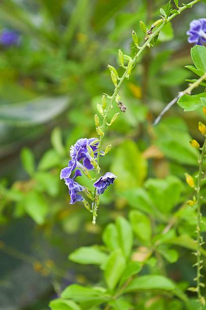 istock purple Pigeon berry flower 469352120