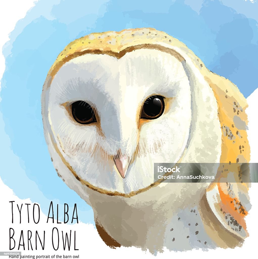 Barn owl - linear vector hand drawing Barn owl or Tyto Alba - linear vector hand drawing Barn Owl stock vector