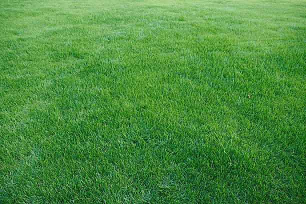 istock fresh thick grass in the morning 469354600
