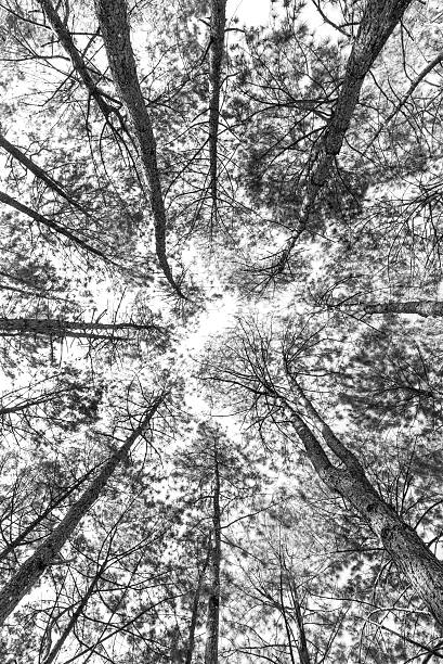 istock Black and White Photo of Tall Pine Trees. 469354638