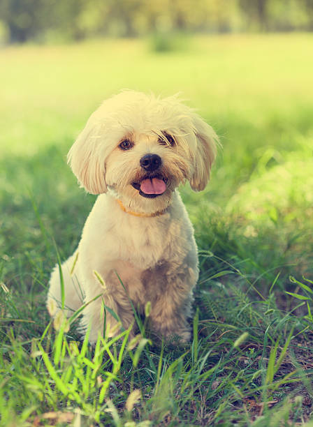 istock Maltese Dog Puppy 469354794