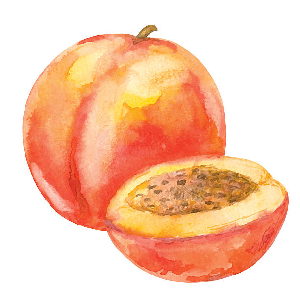 ilustrações, clipart, desenhos animados e ícones de watercolor peach fruit todo e fatia detalhe isolado - fine art painting art paint illustration and painting