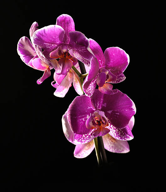 istock Colorful pink orchid 469356314