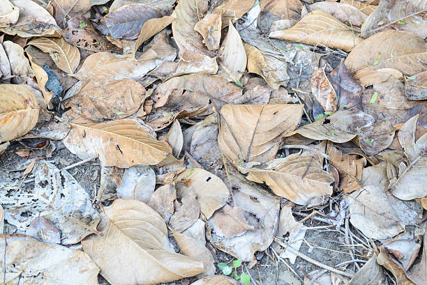 istock Dry brown branch and leaf in park 469356438
