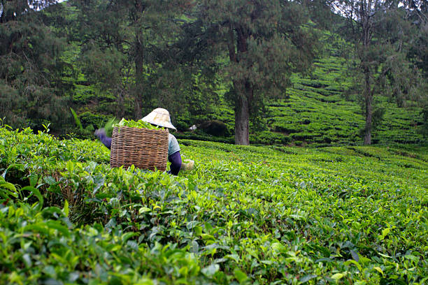 istock Cameron Highland, Malaysia 469358922