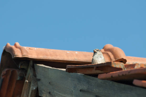 istock male House Sparrows (Passer domesticus) on a roof 469359156