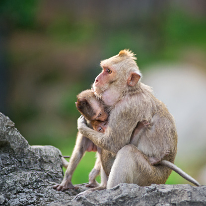 Monkey, loving ties.
