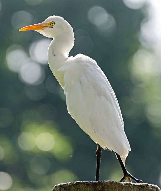 garça-branca-grande (ardea alba) - egret great egret animals and pets white bird - fotografias e filmes do acervo