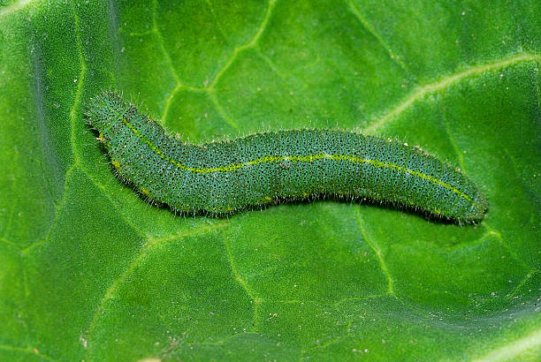 istock Caterpillar of cabbage white (Pieris rapae) 469360160