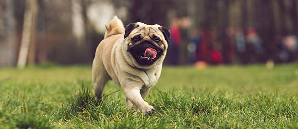 pug dog pug dog pug stock pictures, royalty-free photos & images
