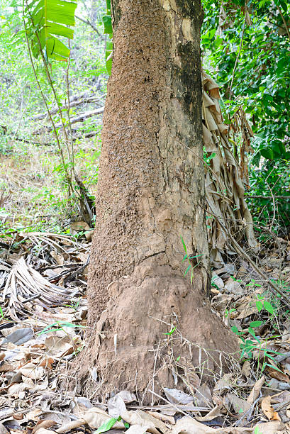 Termite Nest made from soil under the tree Termite Nest made from soil under the tree. colony territory photos stock pictures, royalty-free photos & images