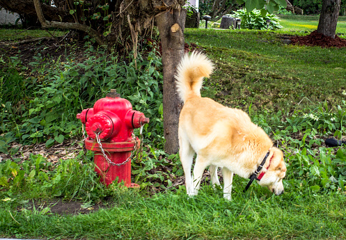 Yellow Labrador Retriever sniffing around a fire hydrant.