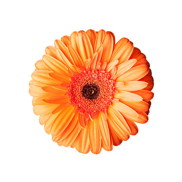 istock Bright red gerbera isolated on white, top view 469361586