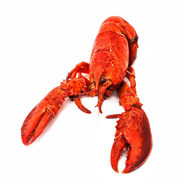 red lobster isolated on a white background stock photo