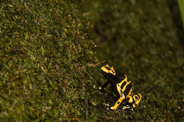 istock Yellow-banded Poison Dart Frog 469361732