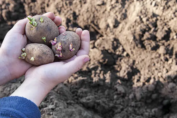 Baby hands with sprouted potatoes for planting