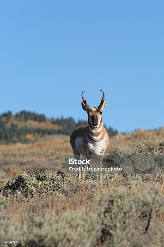 pronghorn antelope buck pronghorn antelope buck standing in field Antelope Stock Photo