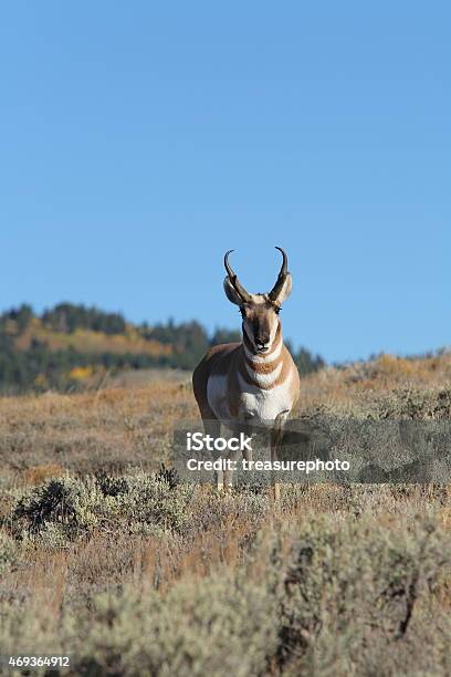 Pronghorn Antelope Buck Stock Photo - Download Image Now - Antelope, Pronghorn, 2015