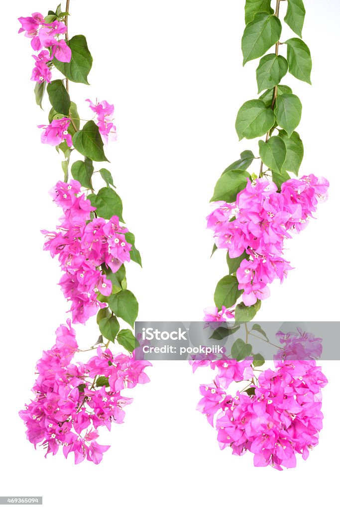 bright Bougainvillea flowers isolated on white background bright Bougainvillea flowers isolated on white background. 2015 Stock Photo