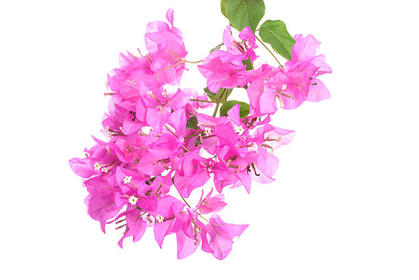 istock bright Bougainvillea flowers isolated on white background 469365096