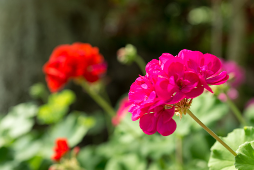 Pink Geranium in the mountains of Gangneung, South Korea. Out of focus background.