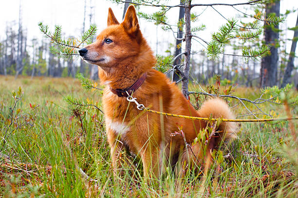 Finnish Spitz on the swamp hunting dog on the swamp finnish spitz stock pictures, royalty-free photos & images