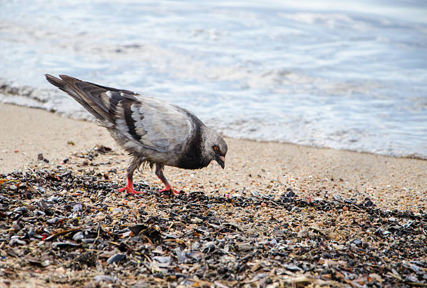 istock Pigeon walking on the beach 469366074