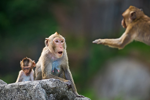 The male monkey mother monkey raiding.