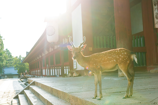 Nara, Japan - August 11, 2014: Beautiful deer with horns against sunlight standing in front of a temple and looking at the camera. It stands against wooden structure, stone stairs  in front of it. 