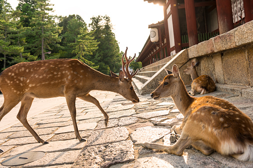 Nara, Japan - August 11, 2014: Couple of deers relaxing at the side of a stairs leading to the temple, one, male deer with horns  stands in front of female deer and they look each other. 