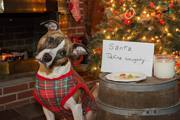 Christmas Dog stock photo