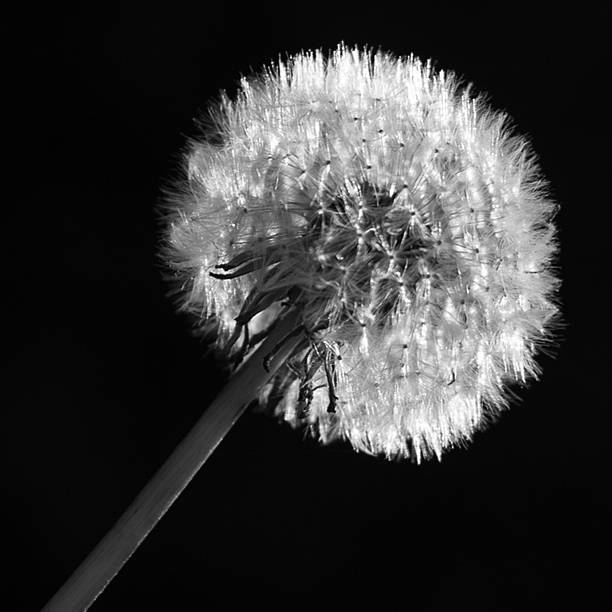 istock Dandelion Flower, Flower, Seed, Spread, Growth - Image 469370704