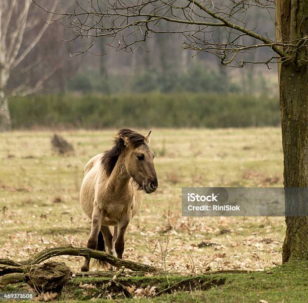 Konik Horse In Meadow Stock Photo - Download Image Now - 2015, Agricultural Field, Animal