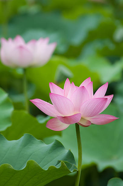 istock blooming lotus flower 469373798
