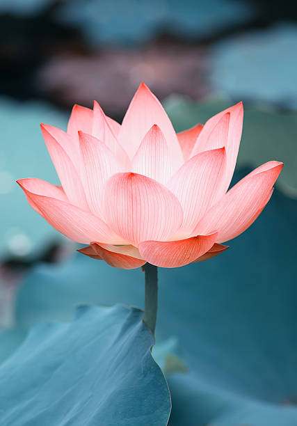 istock blooming lotus flower 469373810