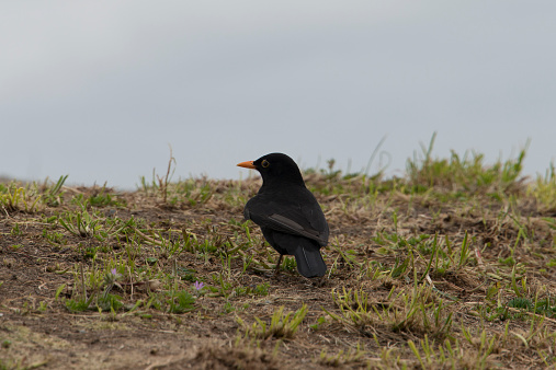 a blackbird in the grass